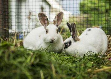 Un ‘asesino en serie’ de conejos en la Bretaña francesa