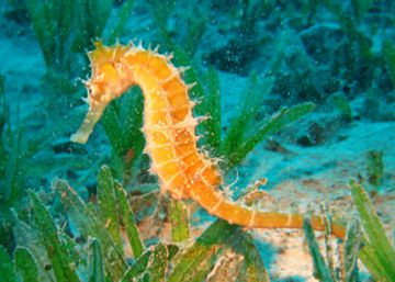 Pescadores portugueses, ¿por qué matáis a los caballitos de mar?
