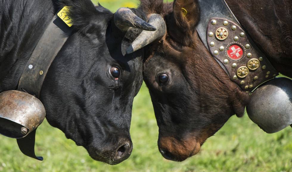 Dos vacas en el tradicional 'Combate de las Reinas', en una imagen de archivo de la fiesta en la localidad suiza de Bussy-Chardonney.