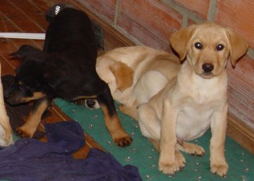 Seis años de cárcel para el narco que pasaba heroína en las tripas de cachorros