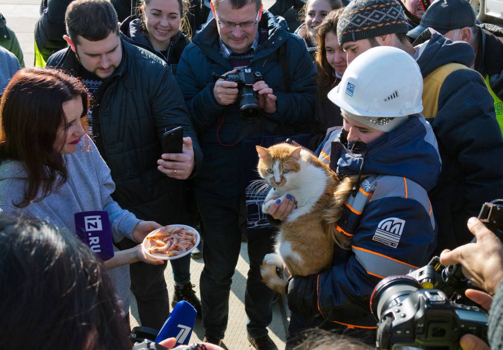 El gato Mostik rodeado de periodistas en Tamán el pasado 13 de marzo.