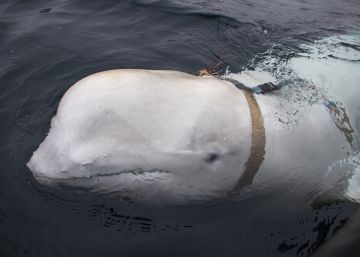 Noruega teme que esta beluga sea un arma de espionaje ruso