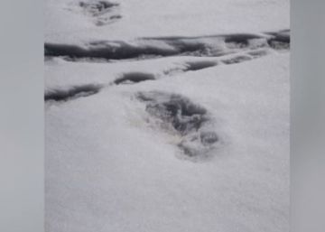 El Ejército indio dice haber encontrado huellas del Yeti