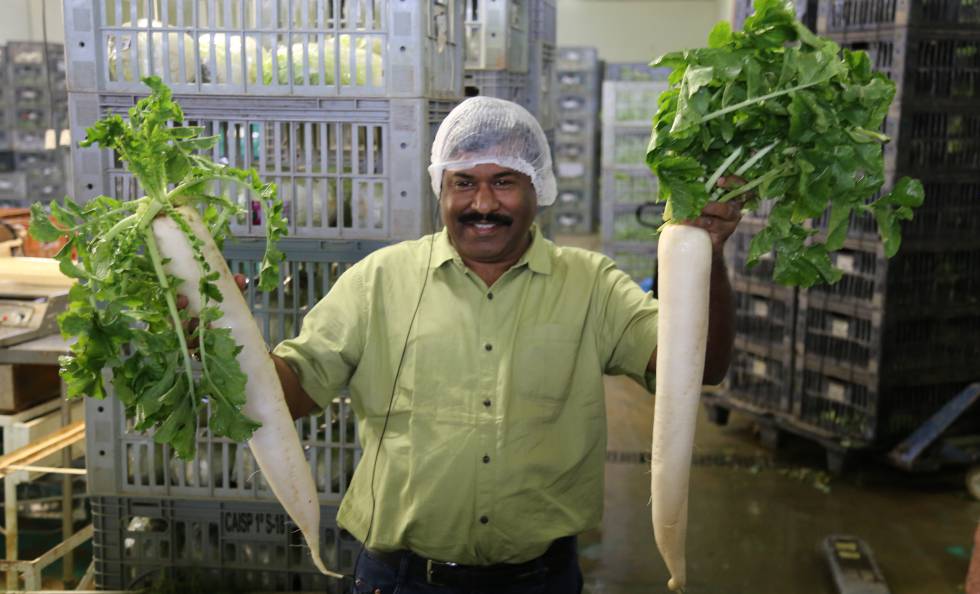 Miembro de una delegación india visita proyecto agrícola en São Paulo.