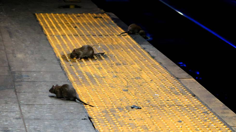 Varias ratas buscan comida en la parada de metro de Herald Square, en Nueva York.