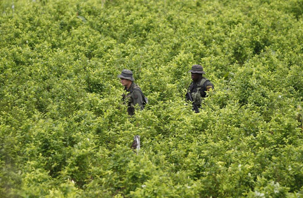 Colombia Recupera Las Polemicas Fumigaciones Con Glifosato Contra Los Cultivos De Coca Colombia El Pais