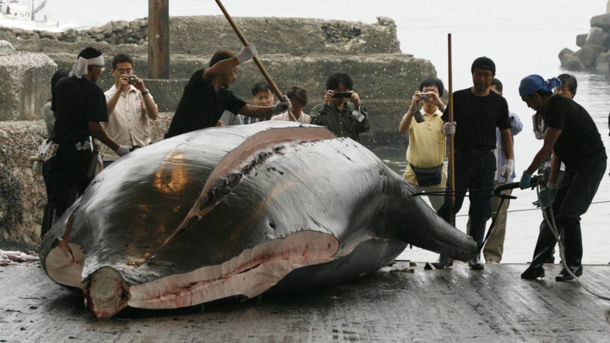 Ballena 'Berardius', en el puerto de Wada.