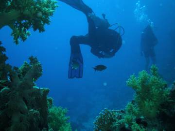Arrecife de coral en uno de los destinos de buceo más populares del Mar Rojo, Sharm el Sheik (Egipto).