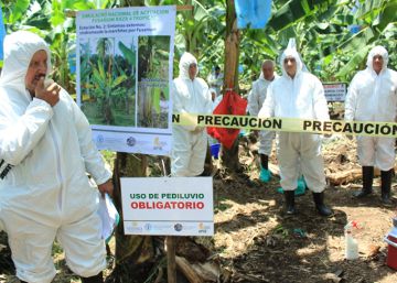 Un hongo que afecta al cultivo de banano dispara las alarmas en Colombia