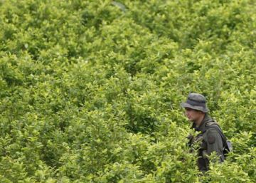 Colombia frena el crecimiento de los cultivos de coca, que siguen en máximos