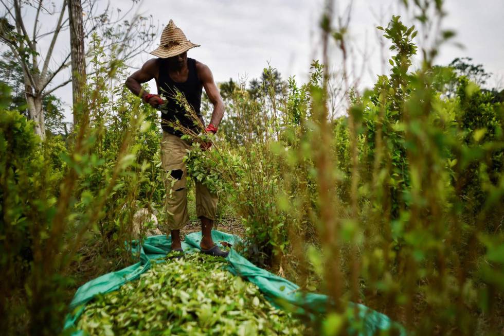 Migrantes venezolanos trabajan como recolectores de hoja de coca en la región del Catatumbo.