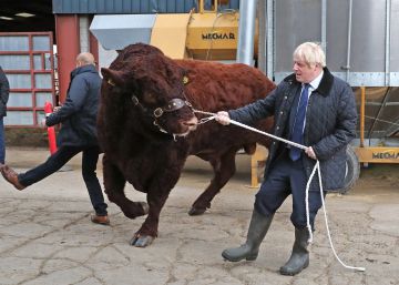 El primer ministro británico, Boris Johnson, tira de un toro durante la visita a una granja de Escocia, este viernes.
