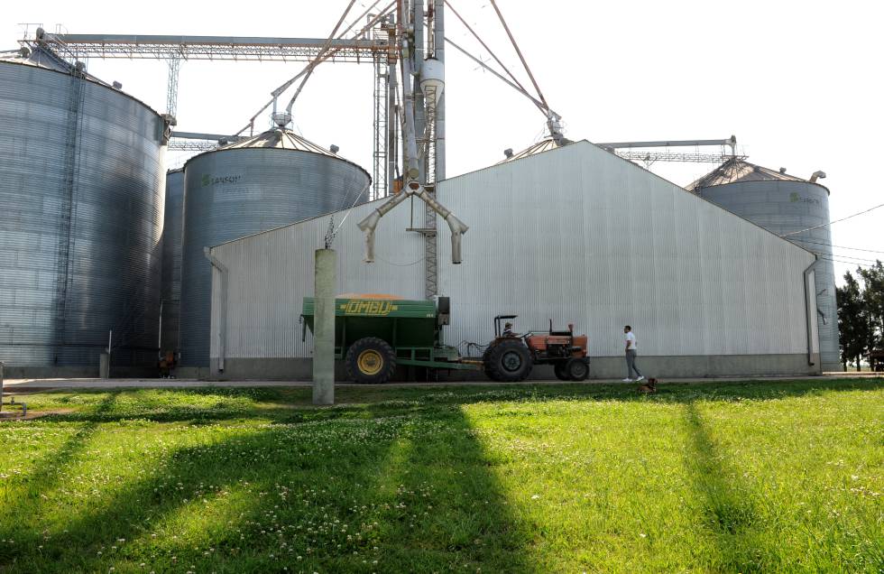 Carga de maíz en los silos de la Cooperativa Agrícola Ganadera Limitada de Gobernador Crespo.