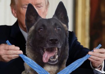 El perro de la operación contra Al Bagdadi se llama Conan y visitará la Casa Blanca la próxima semana