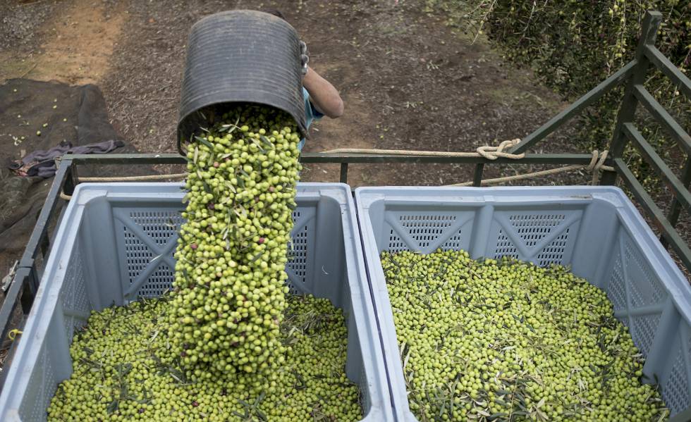 Recogida de aceitunas en una finca de la provincia de Sevilla, en octubre de 2018.