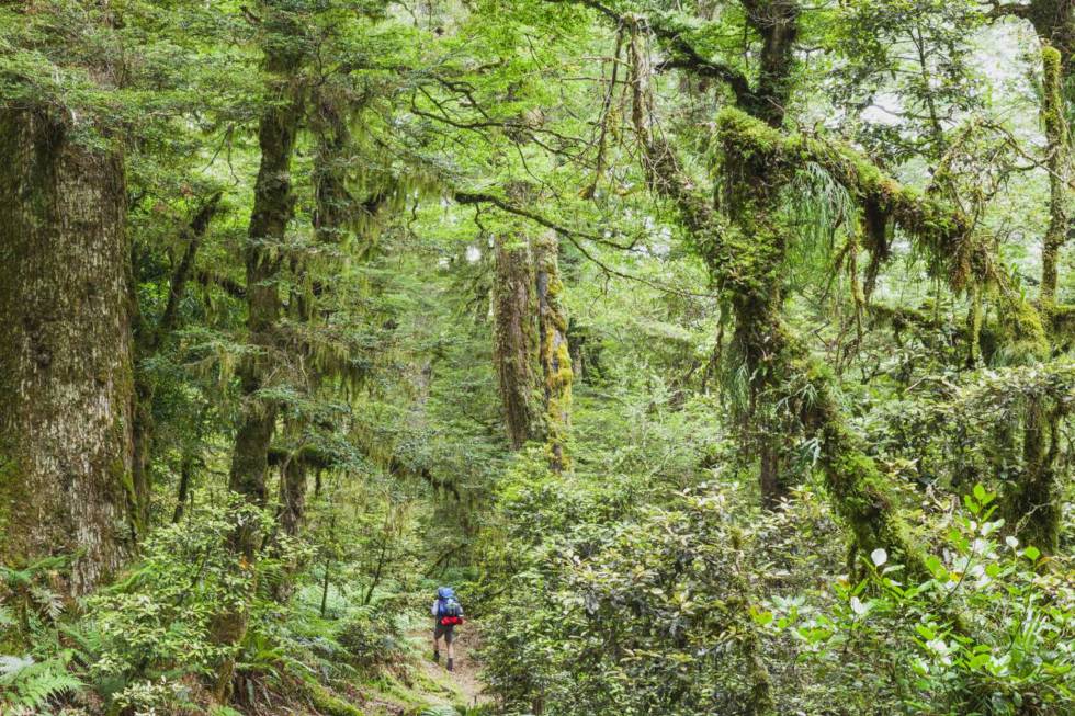 Parque natural en la isla Norte de Nueva Zelanda.