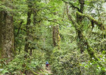 Un millonario busca compañeros para compartir su paraíso en Nueva Zelanda