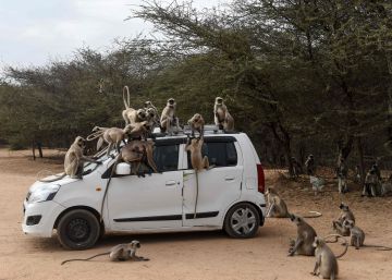 La India recurre a la inteligencia artificial para luchar contra los monos