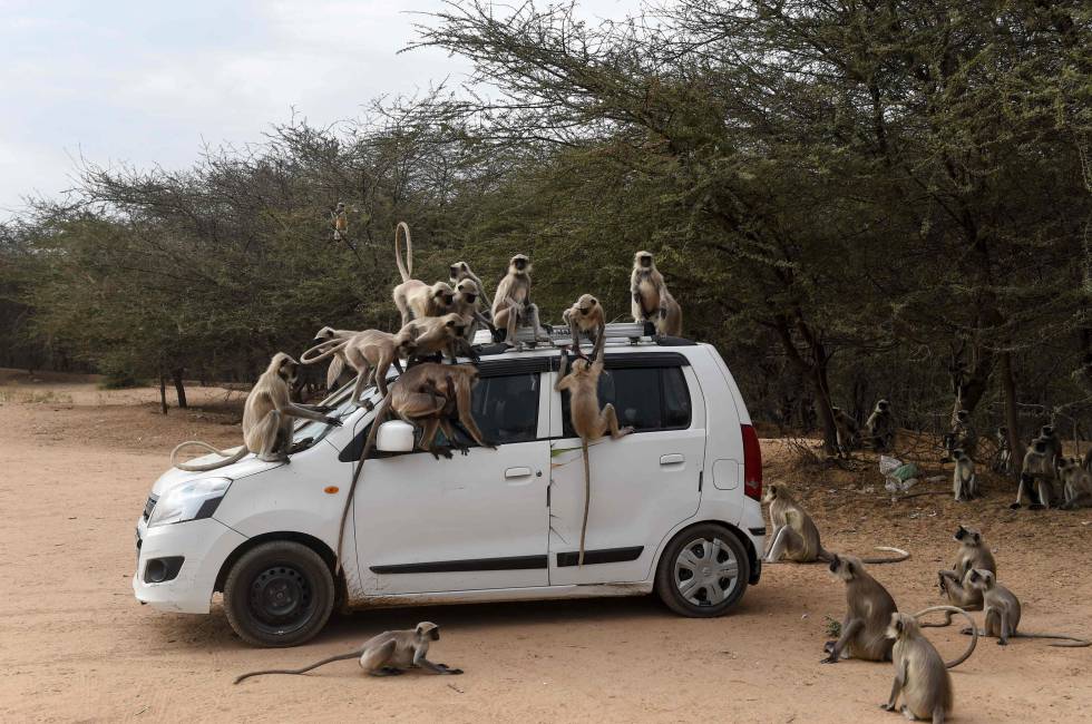 Monos subidos a un vehículo en las cercanías de Ahmedabad (India).