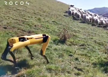 El robot de cuatro patas se vuelve pastor de ovejas en Nueva Zelanda