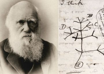 Cambridge denuncia, 20 años después de perderlo, el posible robo del ‘árbol de la vida’ de Darwin