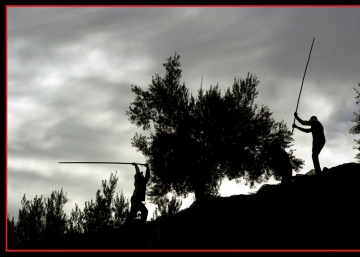 ¿Es la aceituna, estúpido?