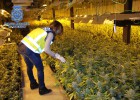 España quintuplica desde 2009 su producción industrial de marihuana