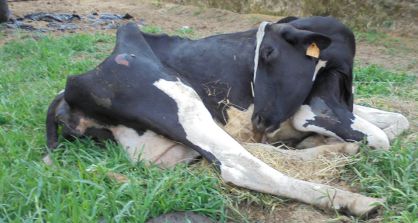 A pictured posted on Facebook of one of the suffering cows.