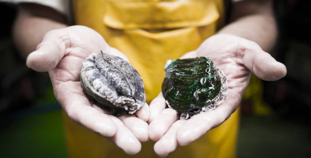 Abalone grown at the Muros fishfarm in A Coruña.