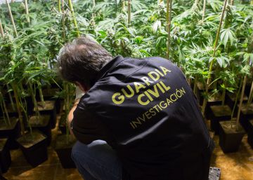 Un agente corta el tallo de una planta de marihuana durante una intervención en Padul, Granada.