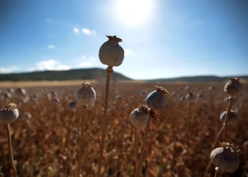 Muerte entre las flores de opio