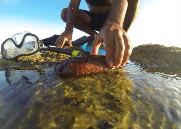 Un pepino de mar en una playa de C&aacute;diz.