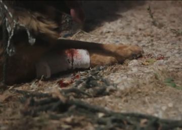 Spanish vet convicted after dumping his injured dog in a corpse container