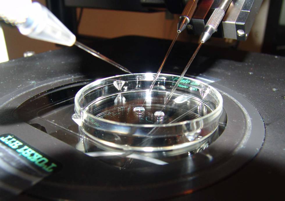 Embryonic Research In Spain 230000 Frozen Embryos Await - 