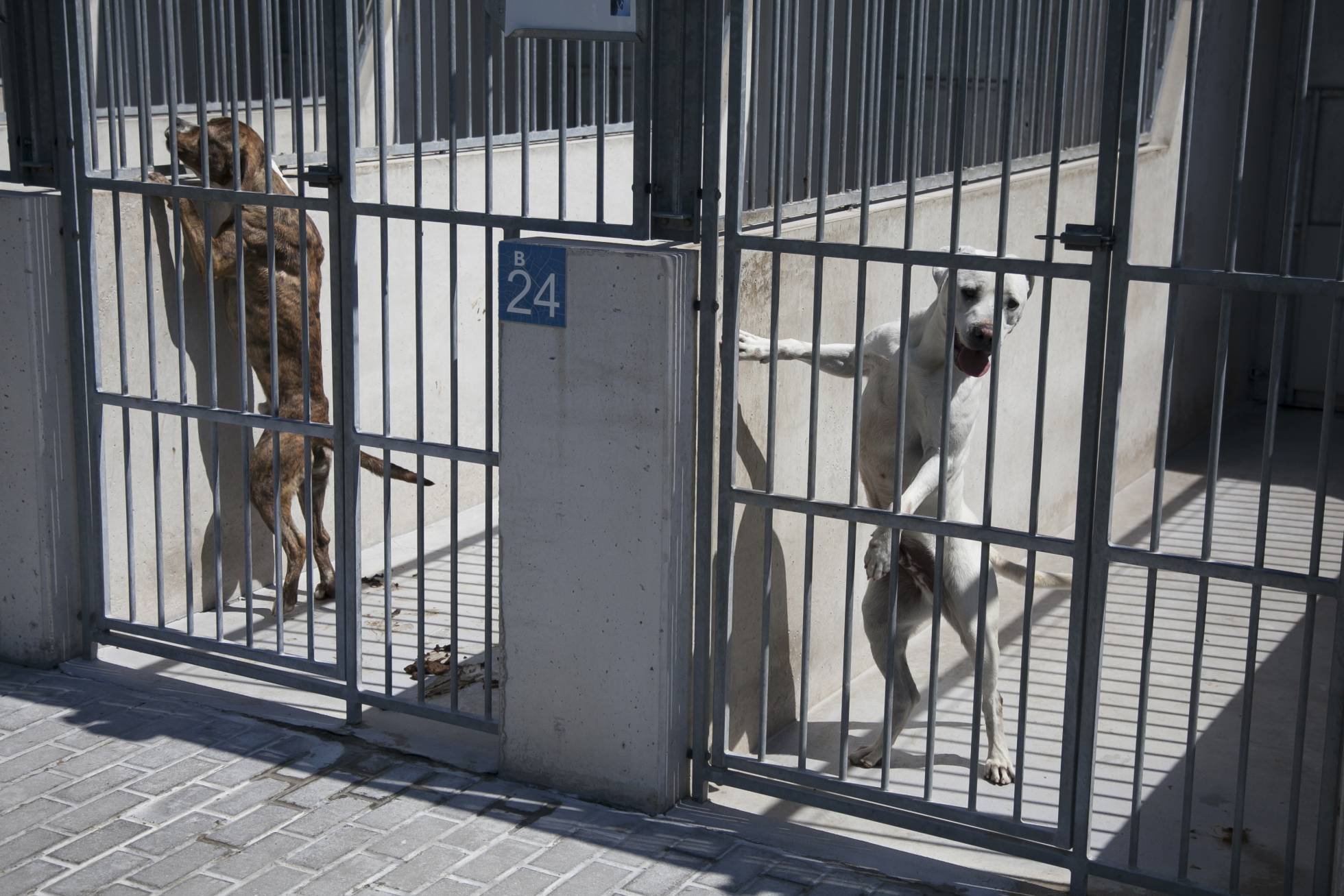 Alicante obligará a la protectora de animales a pasear los perros dos