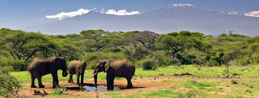 Un elefante mata a un turista español en un parque natural de Etiopía 1500804559_511907_1500804730_noticia_normal