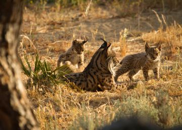 La población de linces supera los 500 ejemplares pese a los atropellos