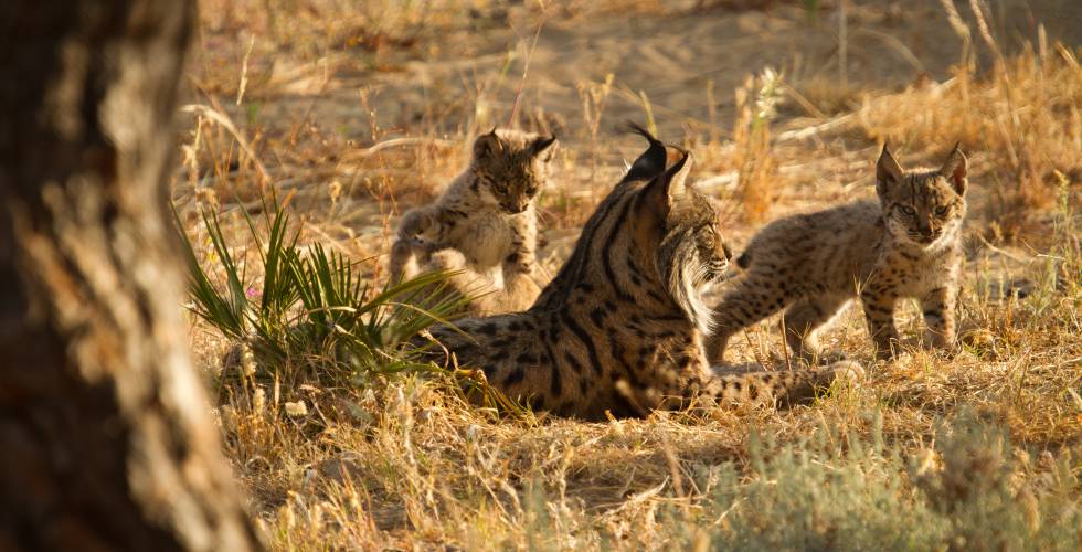 La Poblacion De Linces Supera Los 500 Ejemplares Pese A Los