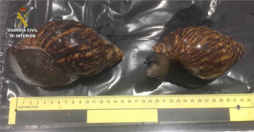 El Peligroso Caracol Gigante Aterriza En Euskadi Blog Diario De Espana El Pais