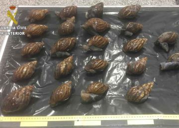 El peligroso caracol gigante ‘aterriza’ en Euskadi