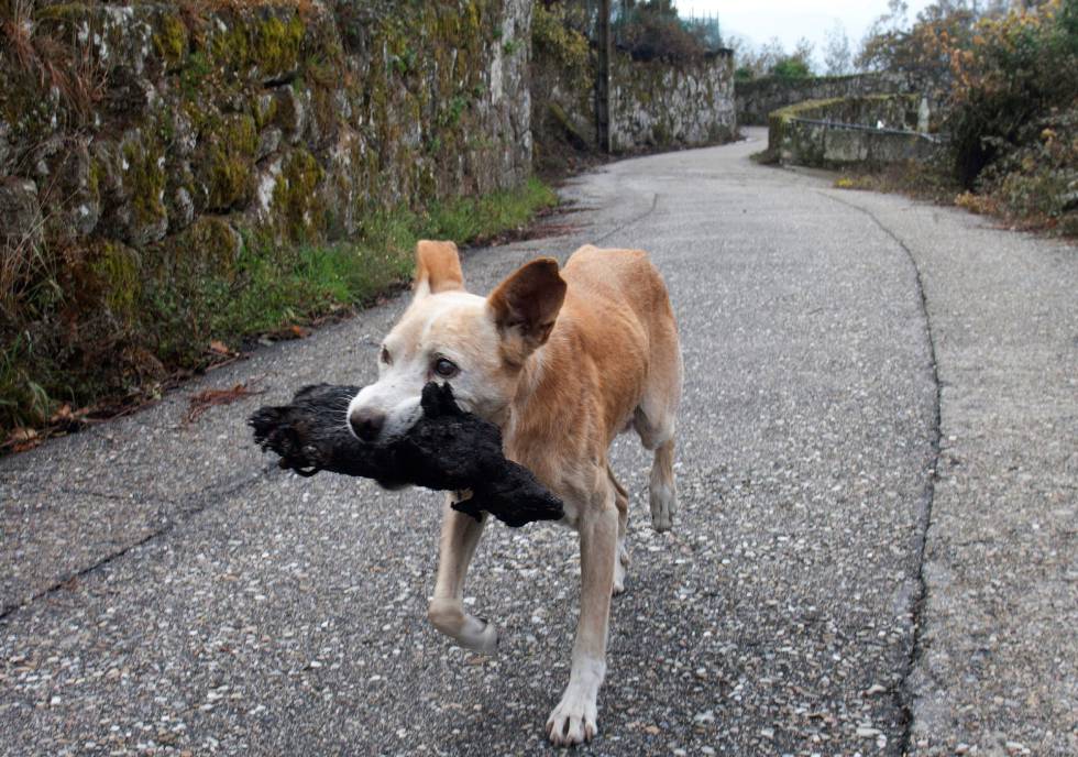 Jacki carries a small animal caught in the Galicia fires.