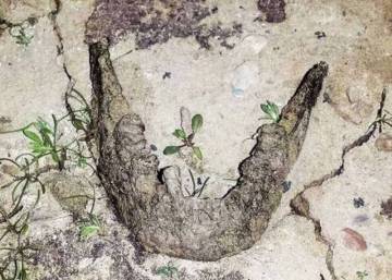 La mandíbula que emergió con la sequía