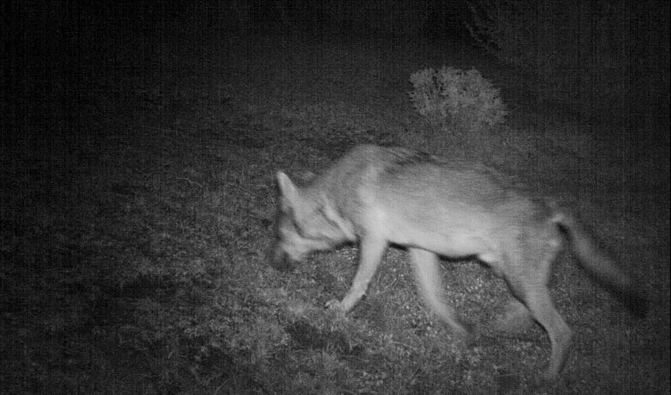 Lobo posiblemente de origen italiano captado en octubre en la comarca aragonesa de Ribagorza por una cámara de fototrampeo.