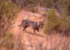 La deseada cita del lobo ibérico con el italiano