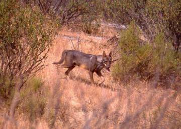 Una débil frontera para el lobo ibérico Una débil frontera para el lobo ibérico