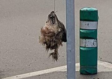 El negocio sucio que rodea al lobo El negocio sucio que rodea al lobo