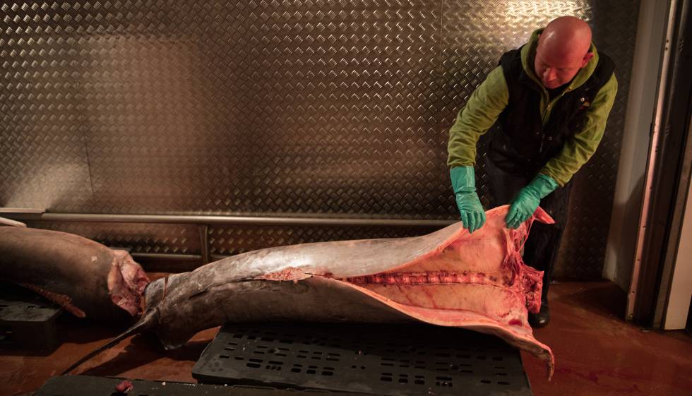 Un operario mueve un pez espada esta semana en Mercamadrid.