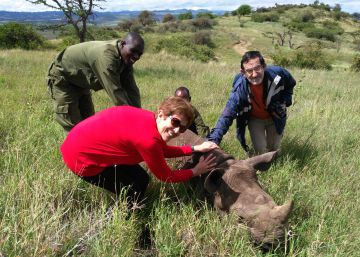 Elefantes y rinocerontes de Kenia se curarán desde España