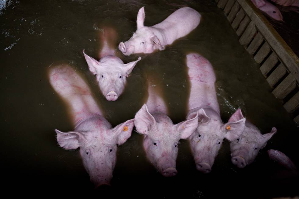 Seis cerdos en su corral inundado en Zaragoza, en una foto cedida por PACMA.