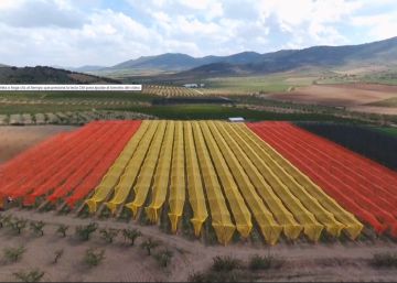 Un agricultor crea la bandera más grande de España